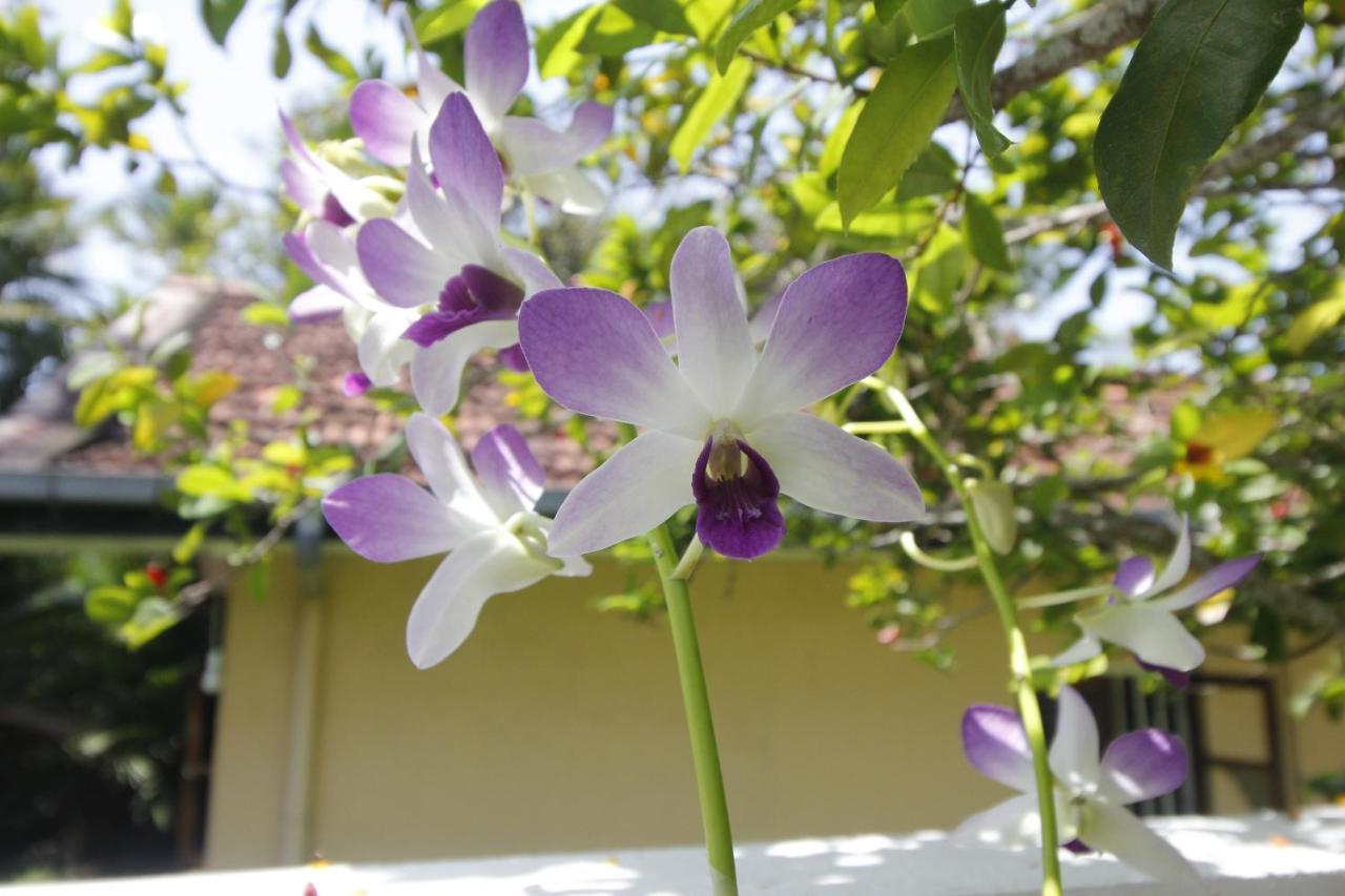 Bentota Home Stay Exterior foto
